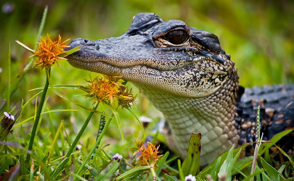 smell the flowers