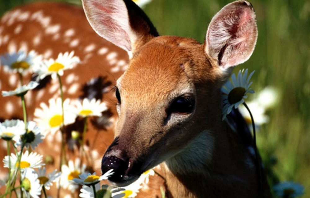 smell the flowers