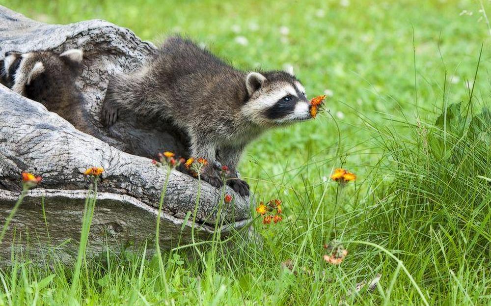 smell the flowers