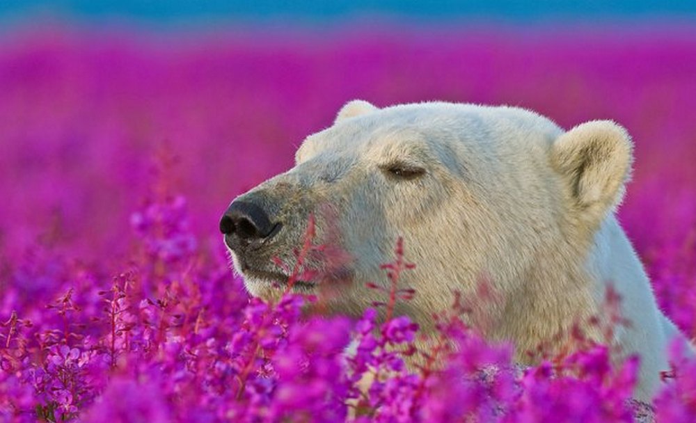 smell the flowers