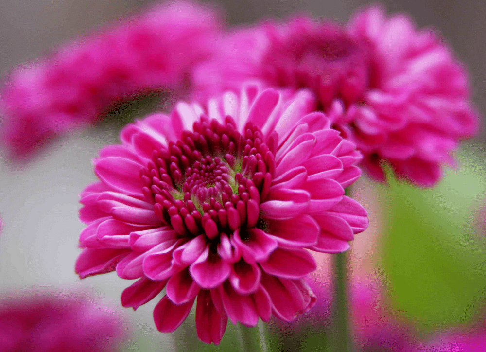 organic tea blossoms